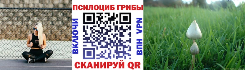 где купить наркоту Новозыбков Псилоцибиновые грибы Psilocybe